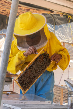 Beekeeper in a yellow protective suit holding a wooden frame covered in bees while working under a patterned tent, Dhofar Governorate, Wadi Dirba, Oman