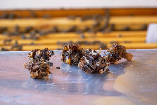 Discarded honeycomb fragments and wax cappings on a metal tray with a bee feeding among stacked hive frames blurred in the background, Dhofar Governorate, Wadi Dirba, Oman