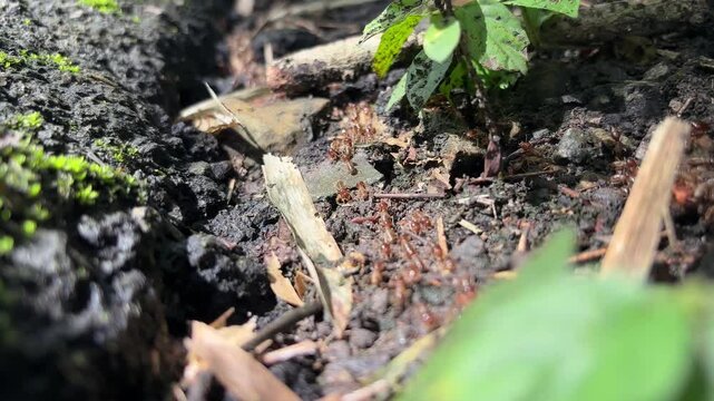 A close-up view of many small ants walking in a clear line across wet ground after rainfall. Small green plants, fallen leaves, and bits of natural debris surround the ants. 