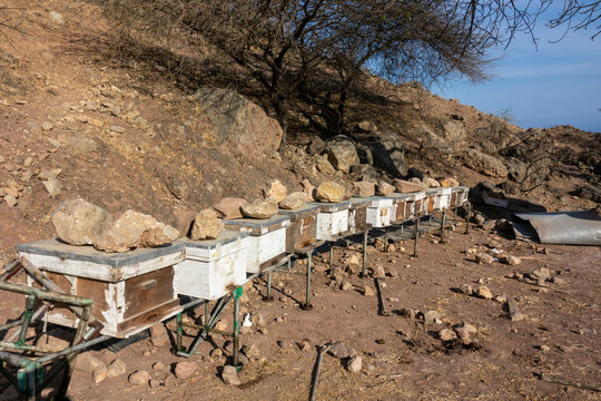 Row of stone-weighted beehive boxes set on metal stands beneath a rocky hillside dotted with boulders, Dhofar Governorate, Wadi Dirba, Oman
