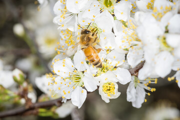 Close up of Apis mellifera or Western Honey Bee collecting pollen and nectar from plum blossoms © Nathan McClunie