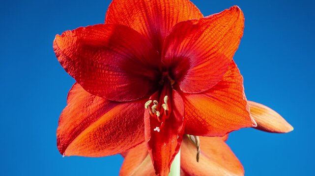 Red Hippeastrum Opens Flower in Time Lapse on a Blue Background. Growth of Orange Amaryllis Flower Buds. Perfect Blooming Houseplant in Spring