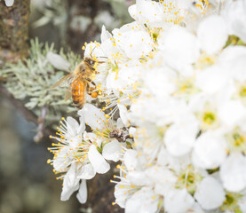 Close up of Apis mellifera or Western Honey Bee collecting pollen and nectar from plum blossoms © Nathan McClunie