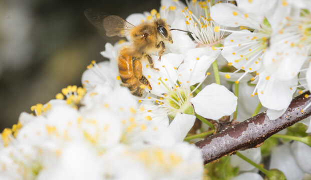 Close up of Apis mellifera or Western Honey Bee collecting pollen and nectar from plum blossoms