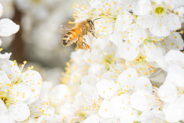 Close up of Apis mellifera or Western Honey Bee in flight collecting pollen and nectar from plum blossoms © Nathan McClunie