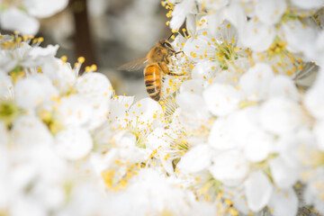 Close up of Apis mellifera or Western Honey Bee collecting pollen and nectar from plum blossoms © Nathan McClunie