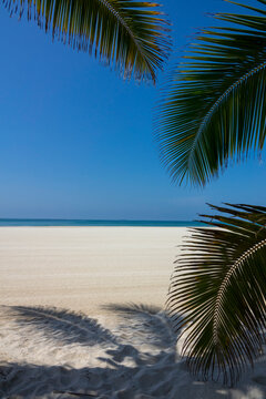 Palm fronds framing a view of a white sand beach and turquoise sea under a clear blue sky, Dhofar Governorate, Salalah, Oman