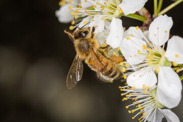 Close up of Apis mellifera or Western Honey Bee collecting pollen and nectar from plum blossoms © Nathan McClunie