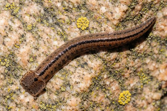 Macro view of hammerhead flatworm with distinct dark stripes crawling on lichen covered rock. Invasive species preys on earthworms, affecting local ecosystems. Creature shows segmented body texture.