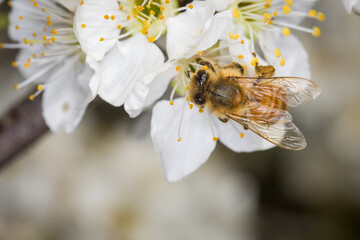 Close up of Apis mellifera or Western Honey Bee collecting pollen and nectar from plum blossoms © Nathan McClunie