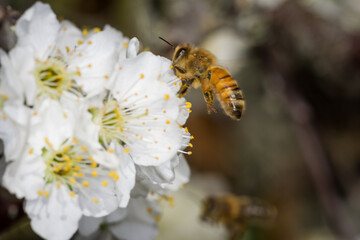 Close up of Apis mellifera or Western Honey Bee in flight collecting pollen and nectar from plum blossoms © Nathan McClunie