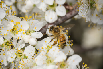 Close up of Apis mellifera or Western Honey Bee collecting pollen and nectar from plum blossoms © Nathan McClunie