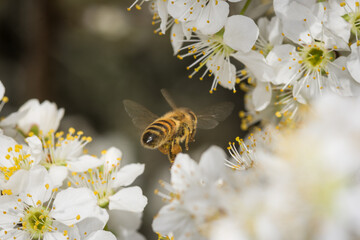 Close up of Apis mellifera or Western Honey Bee in flight collecting pollen and nectar from plum blossoms © Nathan McClunie