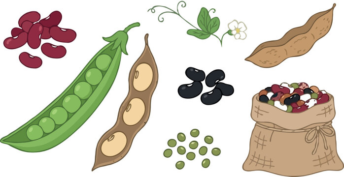 Legumes and beans vector illustration set with green pea pod burlap sack full of raw lentils soybeans kidney beans isolated on white.