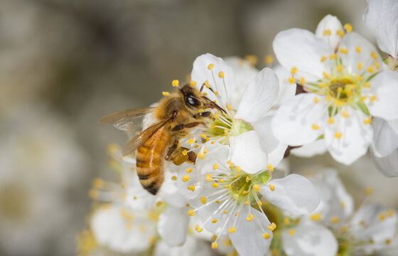 Close up of Apis mellifera or Western Honey Bee collecting pollen and nectar from plum blossoms