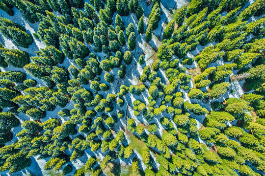 Aerial top-down view shows evergreen pine trees standing over snow-covered ground under bright daytime sunlight in Xinjiang, China.