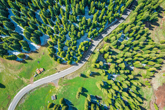 Aerial view of an asphalt road winding through a dense green pine forest with small patches of snow under bright sunlight in Xinjiang.