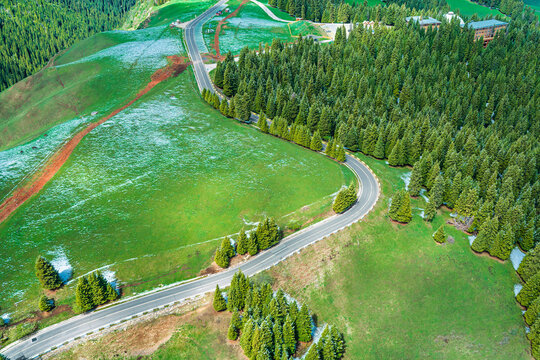 Winding asphalt road cutting through lush green meadows and dense evergreen pine forests under bright natural sunlight in Xinjiang.