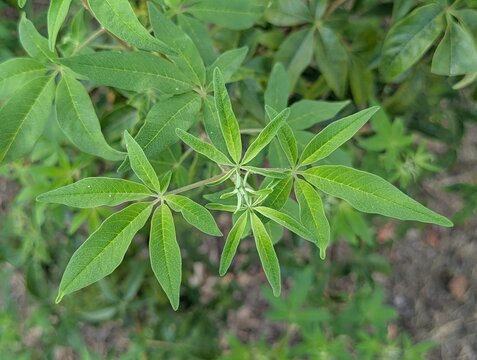 Vista de cerca de tallos y hojas verdes de un arbusto Vitex agnus-castus, en un jard&iacute;n de un parque p&uacute;blico 