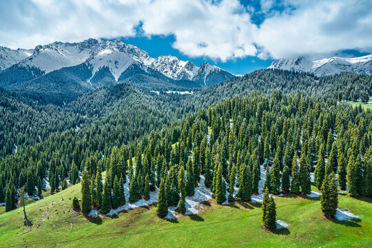 Dense pine forest covering mountain slopes with snow-capped peaks in the background under bright sunlight and blue sky.