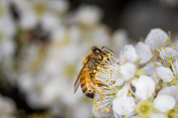 Close up of Apis mellifera or Western Honey Bee collecting pollen and nectar from plum blossoms © Nathan McClunie