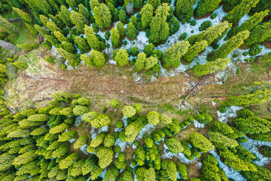 Aerial view of green pine forest with a clear dirt path and patches of melting snow under bright daytime sunlight in Xinjiang.
