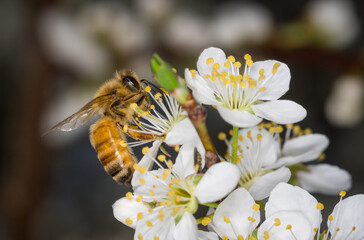 Close up of Apis mellifera or Western Honey Bee collecting pollen and nectar from plum blossoms © Nathan McClunie