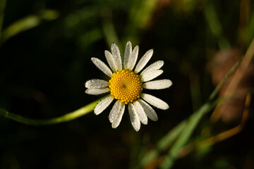 Fototapeta premium Close up macro of a single white daisy flower with morning dew drops on a dark background