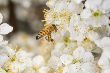 Close up of Apis mellifera or Western Honey Bee in flight collecting pollen and nectar from plum blossoms © Nathan McClunie