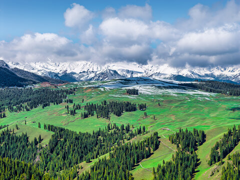 Snow-capped mountain range rises behind green rolling grasslands dotted with pine trees under bright sunlight and fluffy clouds in Xinjiang, China.