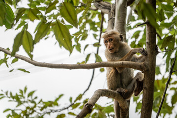 Wild monkey sitting on a tree branch looking away amidst lush green foliage © Kuba