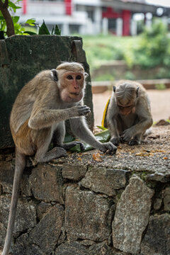 Two wild monkeys sitting on an old stone wall eating food crumbs