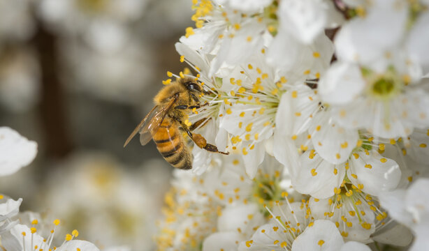 Close up of Apis mellifera or Western Honey Bee collecting pollen and nectar from plum blossoms