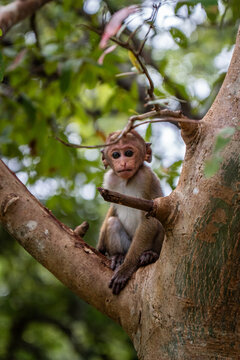 Cute baby monkey sitting on a tree branch looking with big dark eyes