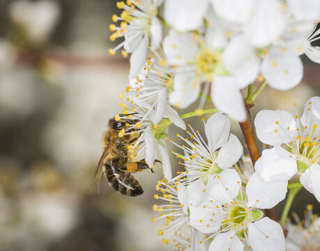 Close up of Apis mellifera or Western Honey Bee collecting pollen and nectar from plum blossoms