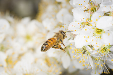 Close up of Apis mellifera or Western Honey Bee in flight collecting pollen and nectar from plum blossoms © Nathan McClunie