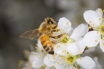 Close up of Apis mellifera or Western Honey Bee collecting pollen and nectar from plum blossoms © Nathan McClunie