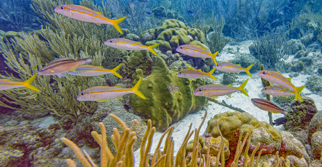  yellowtail snapper,Ocyurus chrysurus, underwater Bonaire © John Anderson