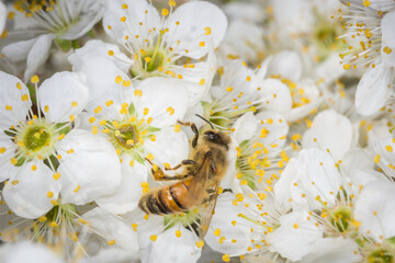 Close up of Apis mellifera or Western Honey Bee collecting pollen and nectar from plum blossoms © Nathan McClunie
