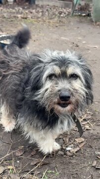 Vertical medium shot of small shaggy mixed breed dog on chain looking up and whining in yard.