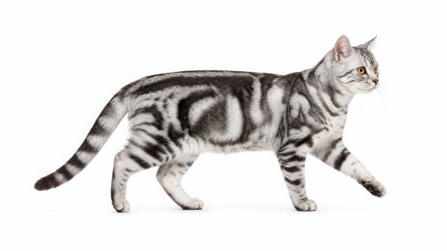 Silver tabby cat walking isolated on transparent background cut out