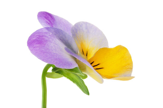 Pansy viola flower isolated on white background