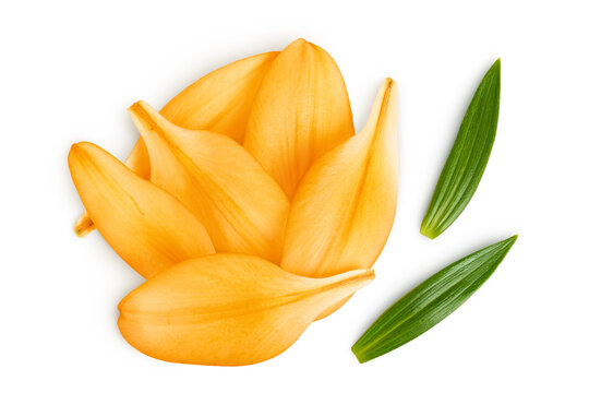 orange lily flower isolated on white background. Top view. Flat lay