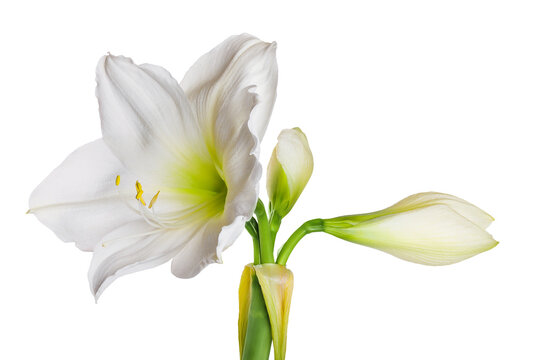 Hippeastrum or Amaryllis flowers ,white amaryllis flowers isolated on white background