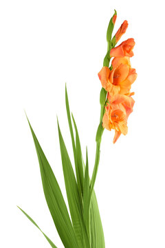 Orange gladiolus flower isolated on white background
