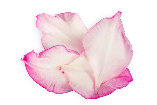 petals of pink gladiolus flower isolated on white background. Top view. Flat lay