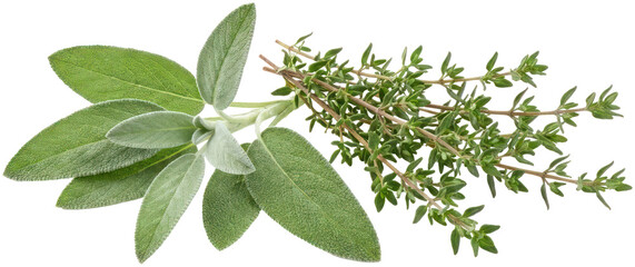 Fototapeta premium Fresh sage and thyme herbs on black background.