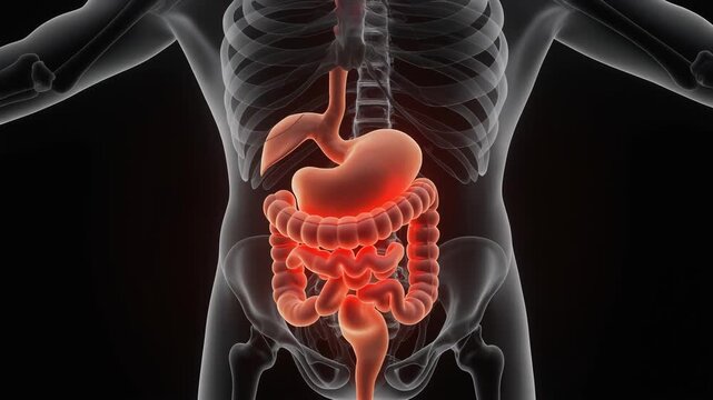 Human Digestive System Anatomy with Inflammation in Abdomen during Medical Scan
