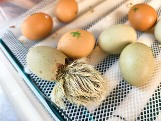 Baby chick emerging from its broken eggshell inside an incubator, surrounded by other incubating eggs, symbolizing birth, development, and new beginnings in poultry farming. © Александр Лебедько