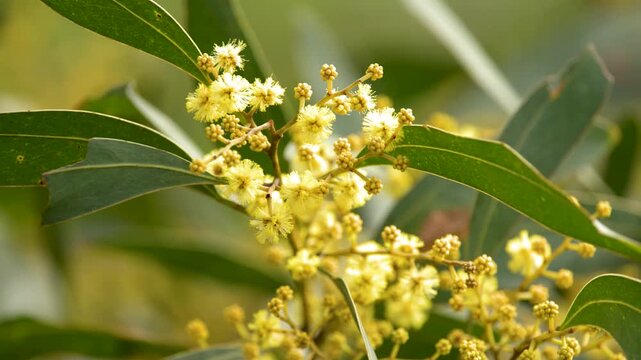 Golden Wattle Acacia Pycnantha Yellow Flowers in Australian Bushland
